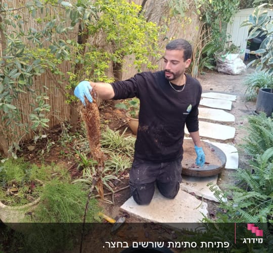 אדם עם כפפות כחולות מוציא שורשים מפתח ביוב
